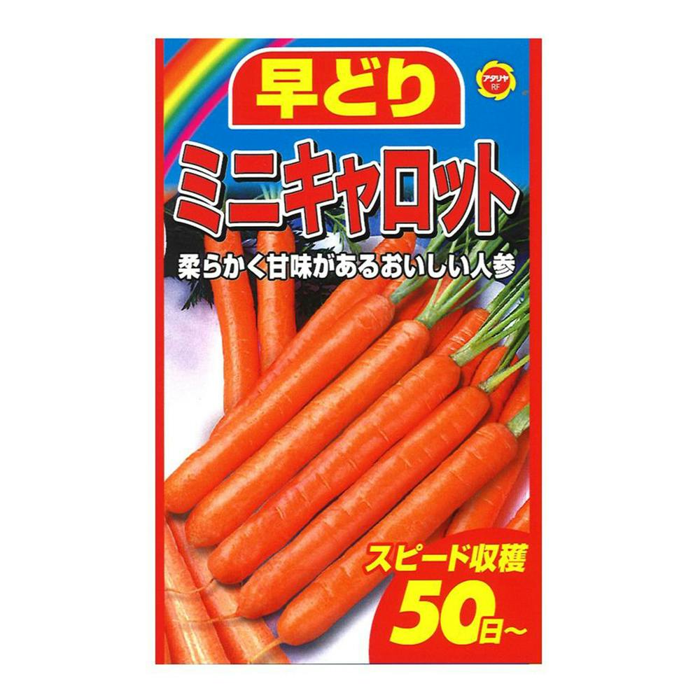早どりミニキャロット(販売終了) | 花＆グリーン 通販