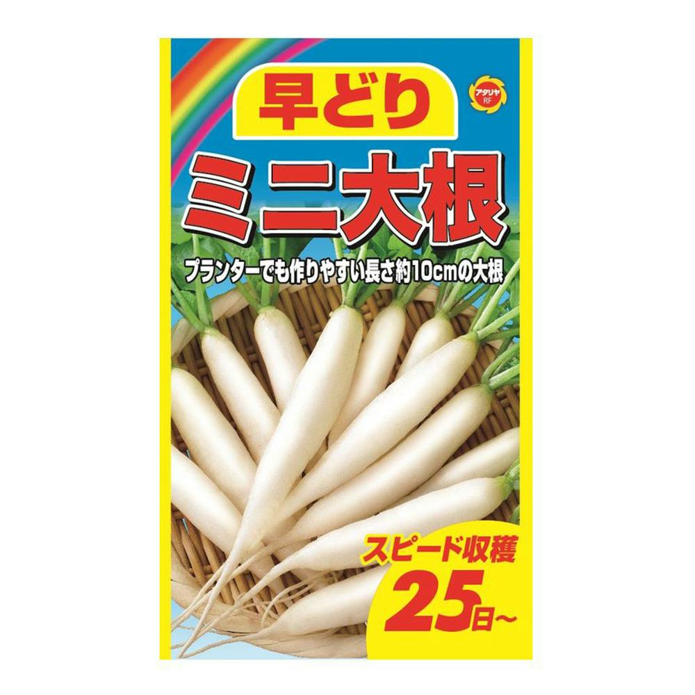 野菜の種【ダイコン】からいね 若々しい