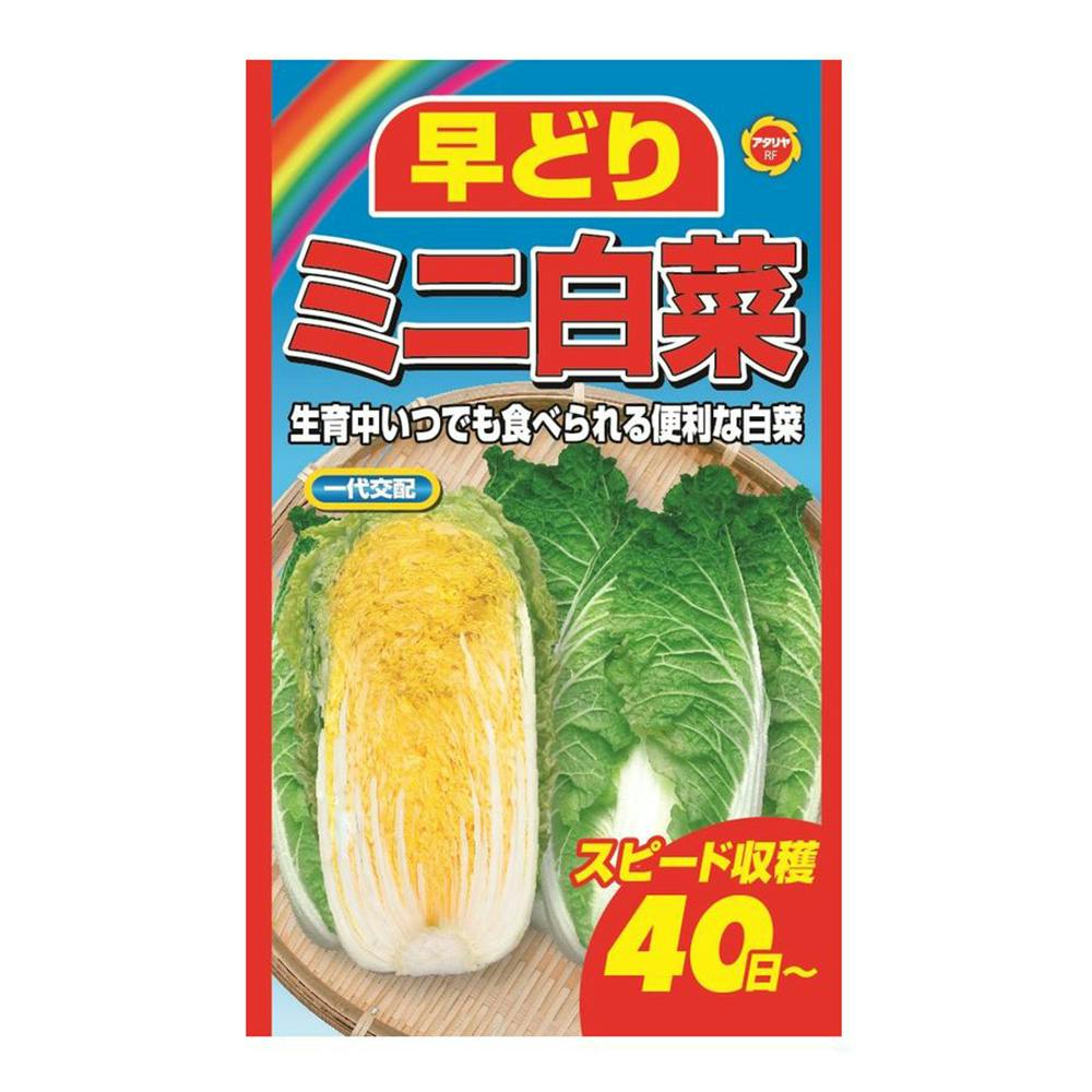 早どりミニ白菜 | 花＆グリーン 通販 | ホームセンターのカインズ