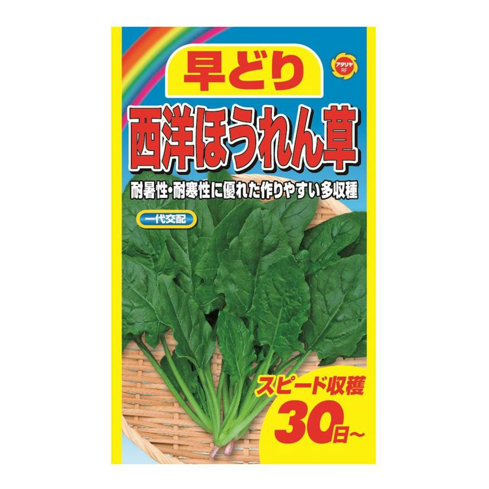 日本ほうれん草やまと 5dl | 花＆グリーン 通販