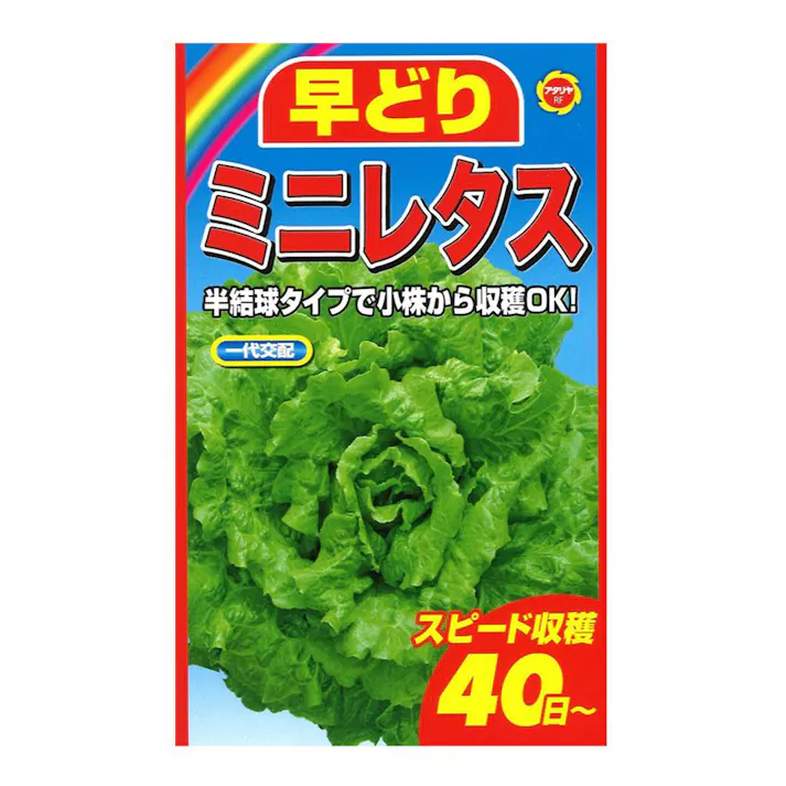 早どりミニレタス