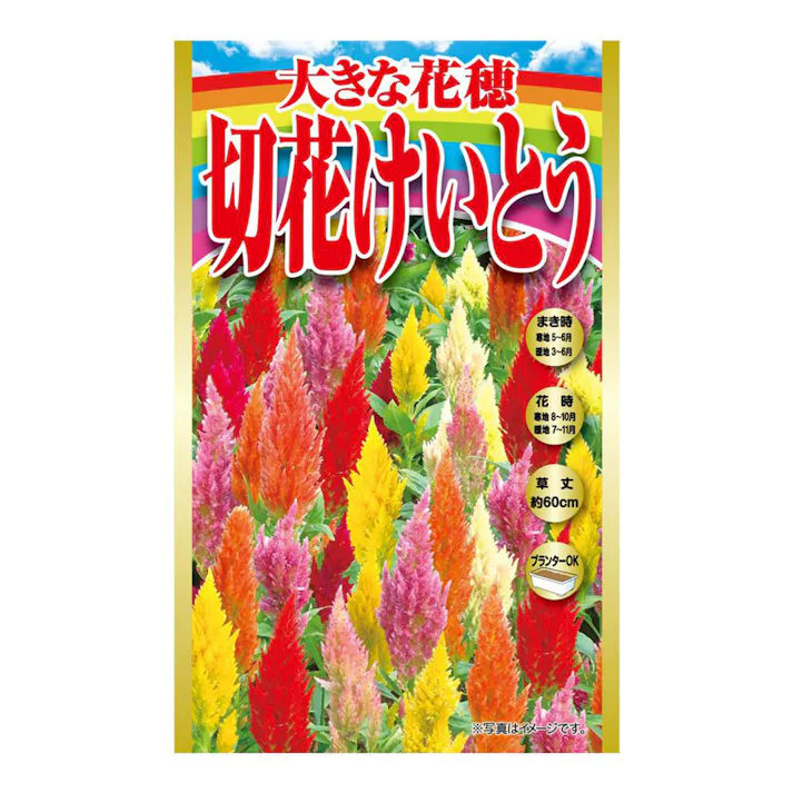 大きな花穂切花ケイトウ