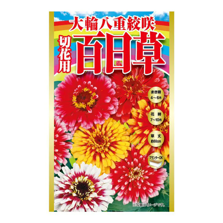 大輪八重絞咲き切花百日草
