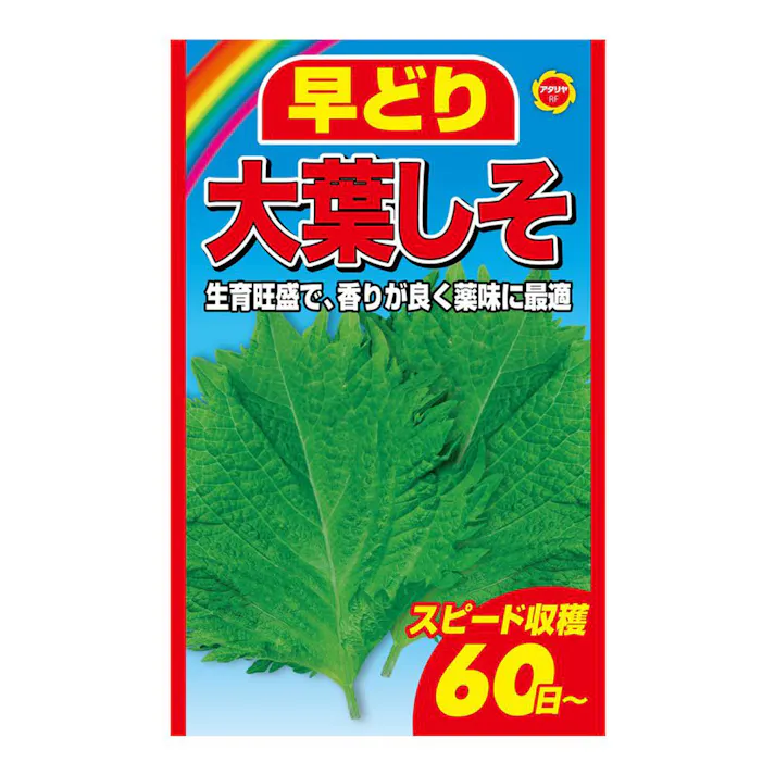 早どり大葉しそ