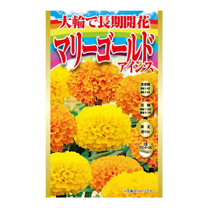 大輪で長期開花マリーゴールドアイシス