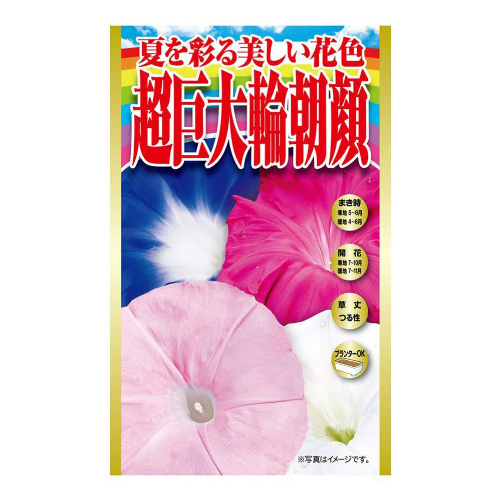 夏を彩る美しい花色超巨大輪朝顔 | 花＆グリーン 通販