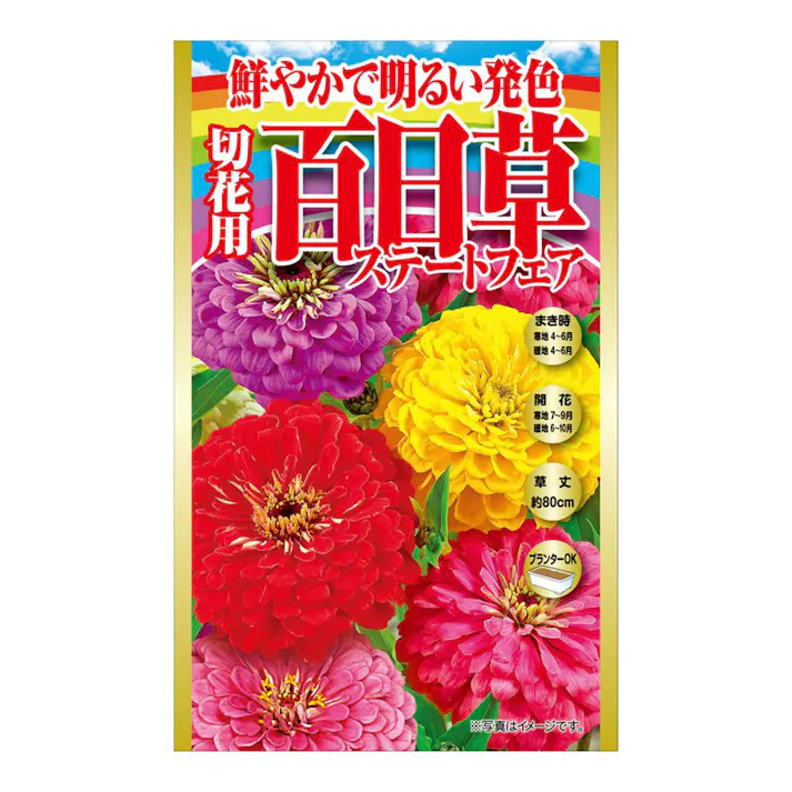 鮮やかで明るい発色切花用百日草ステートフェア