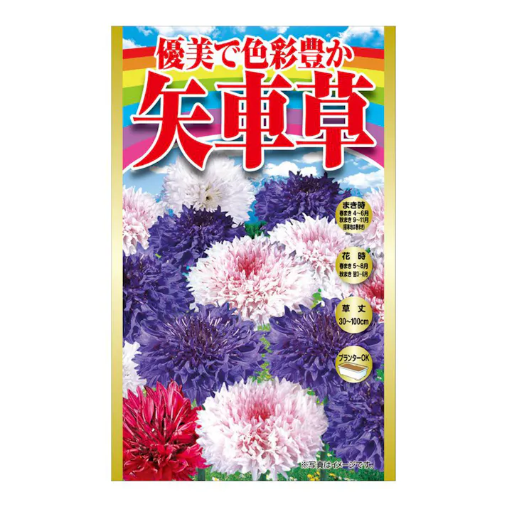 優美で色彩豊か矢車草