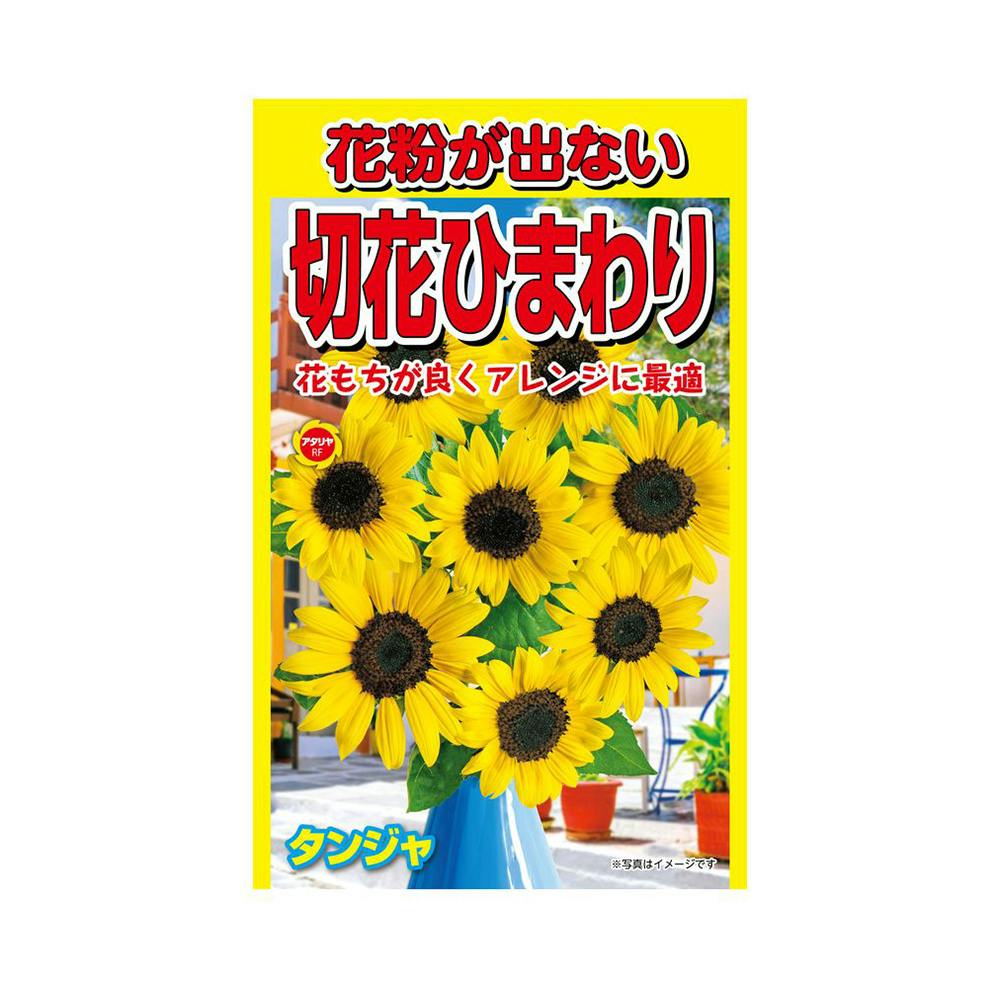 [専用出品]ひまわり 花粉が出ない切花ひまわり | 花＆グリーン 通販 | ホームセンターの