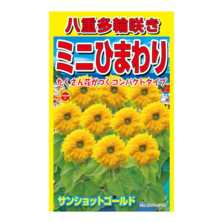 八重多輪咲き ミニひまわり
