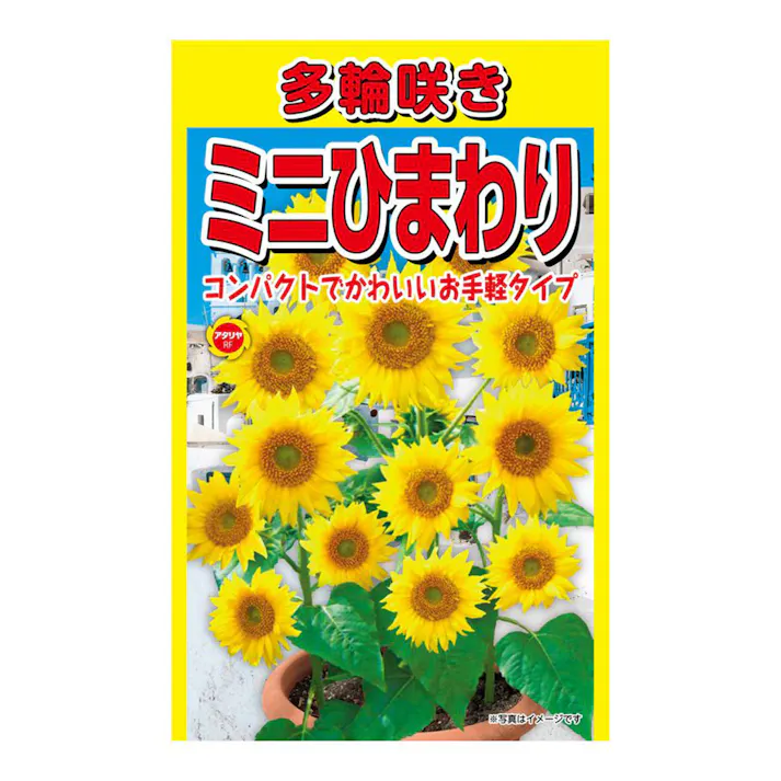 多輪咲ミニひまわり