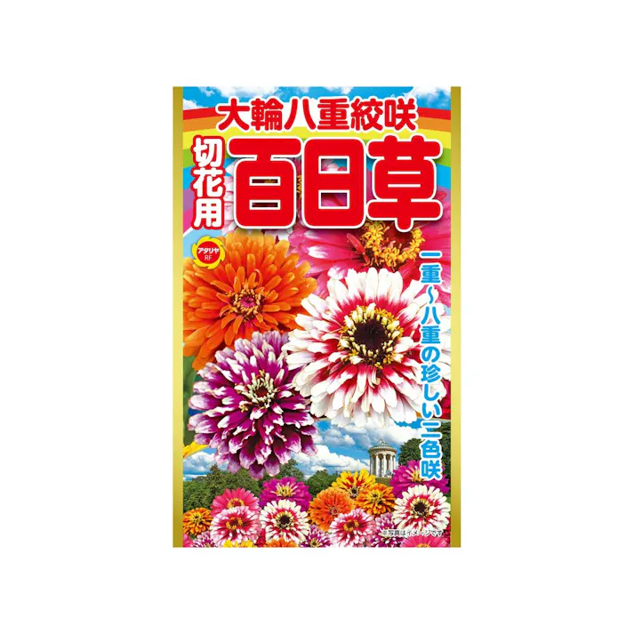 大輪八重咲 切花用百日草