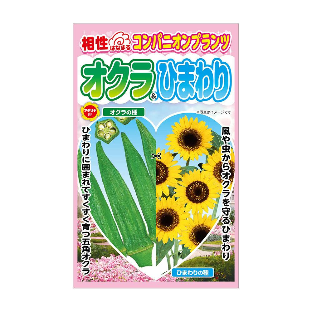 コンパニオンプランツ オクラ＆ひまわり