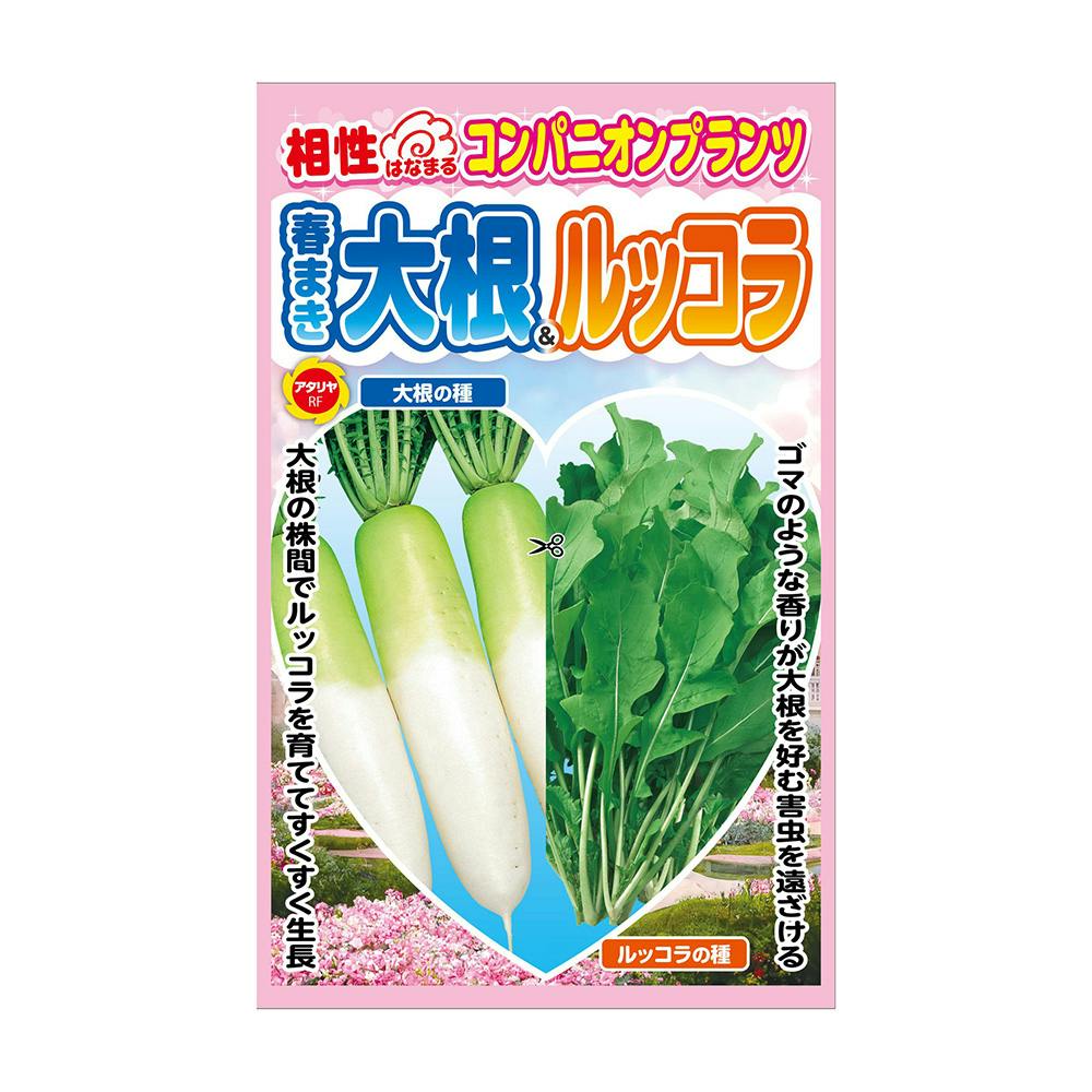 コンパニオンプランツ 大根＆ルッコラ