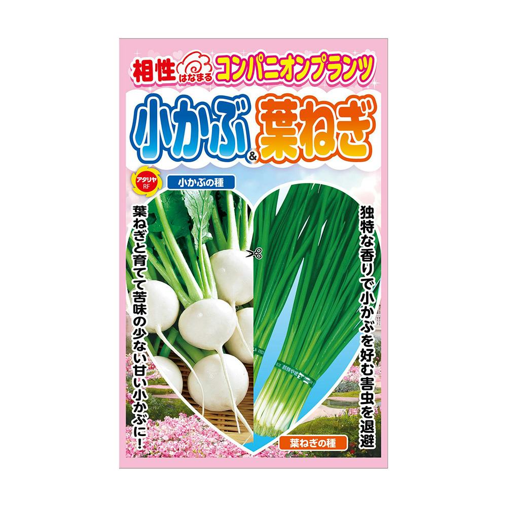 コンパニオンプランツ 小かぶ＆葉ねぎ