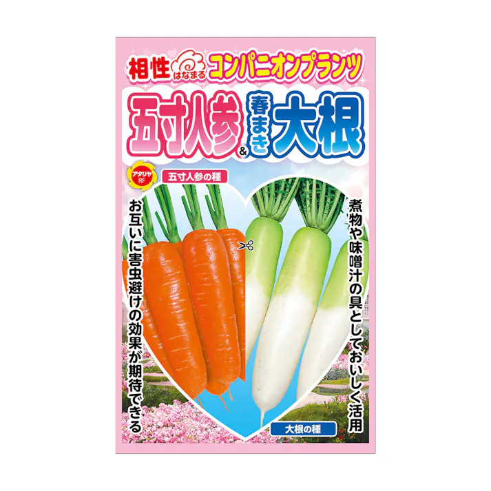 コンパニオンプランツ にんじん&大根