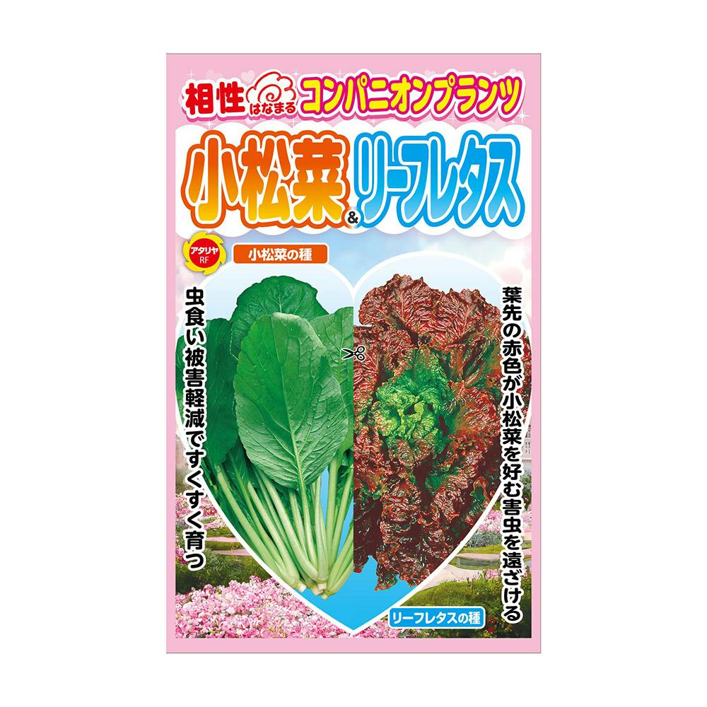 コンパニオンプランツ 小松菜＆リーフレタス