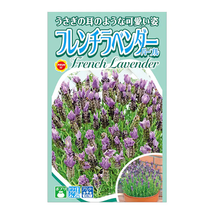 フレンチラベンダー パープル
