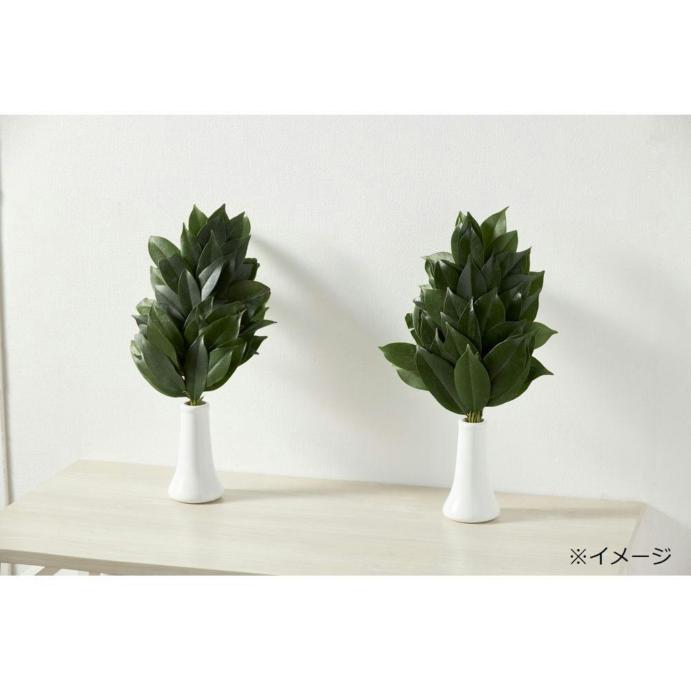 榊# ページ 本榊【別送品】 | 花＆グリーン 通販 | ホームセンターのカインズ