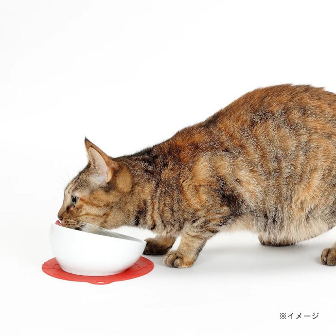 HARIO にゃんプレショートヘアレッド 猫の食器(販売終了)