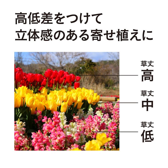 そのまま植えられる球根寄せ植えセット550(販売終了)