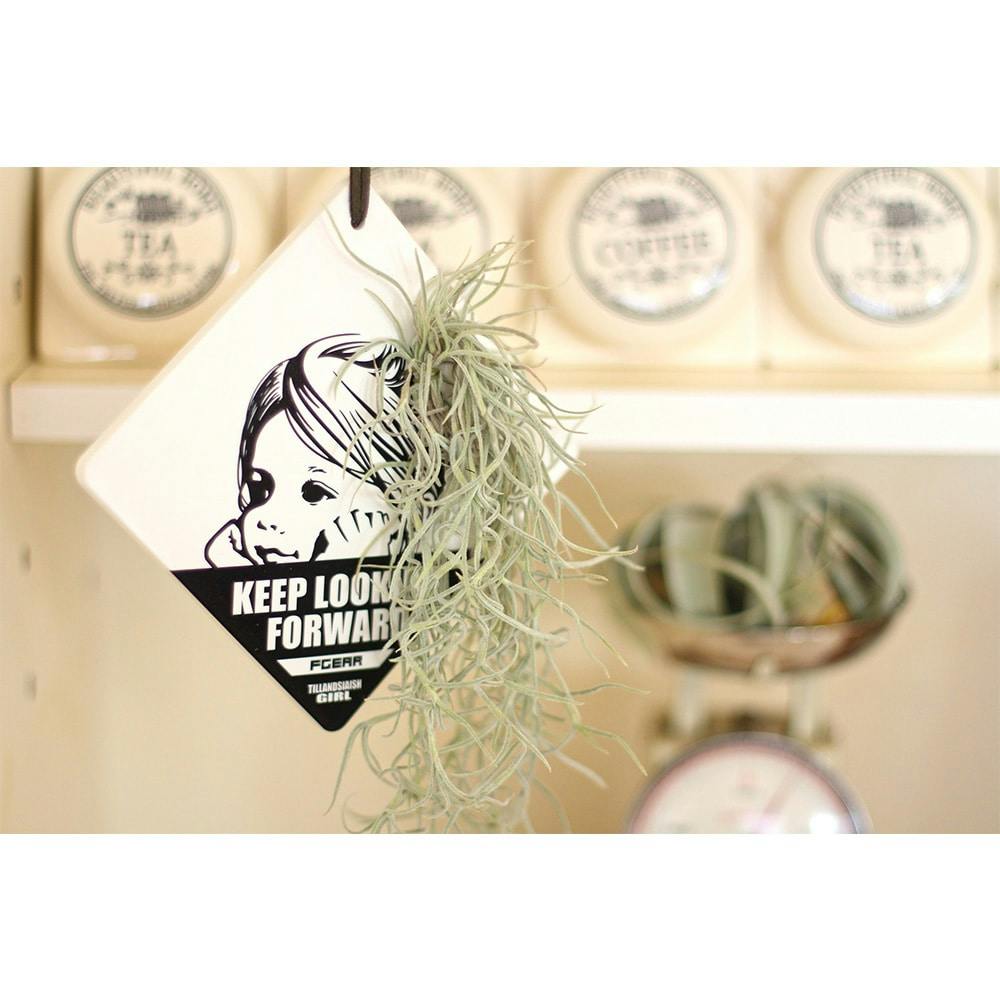 エアープランター マリー ホームセンター通販 カインズ