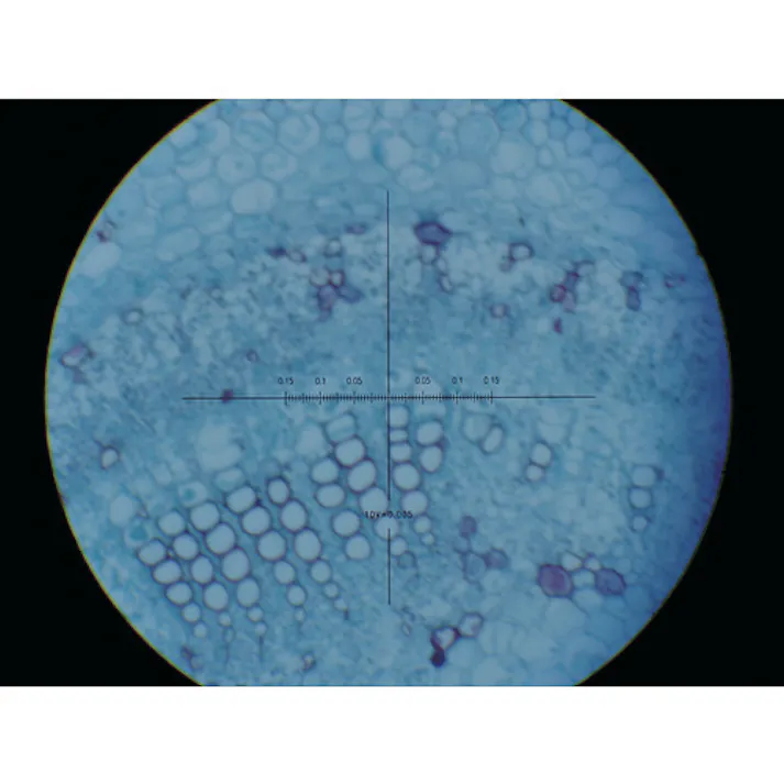 【CAINZ-DASH】杉藤 ミクロメーター TS-8LEN-20WT【別送品】