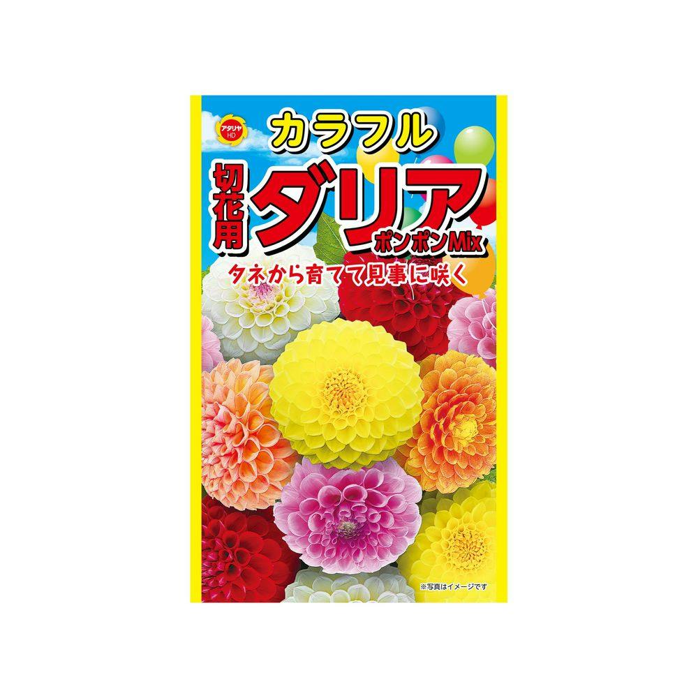 切花用ダリア ポンポンミックス