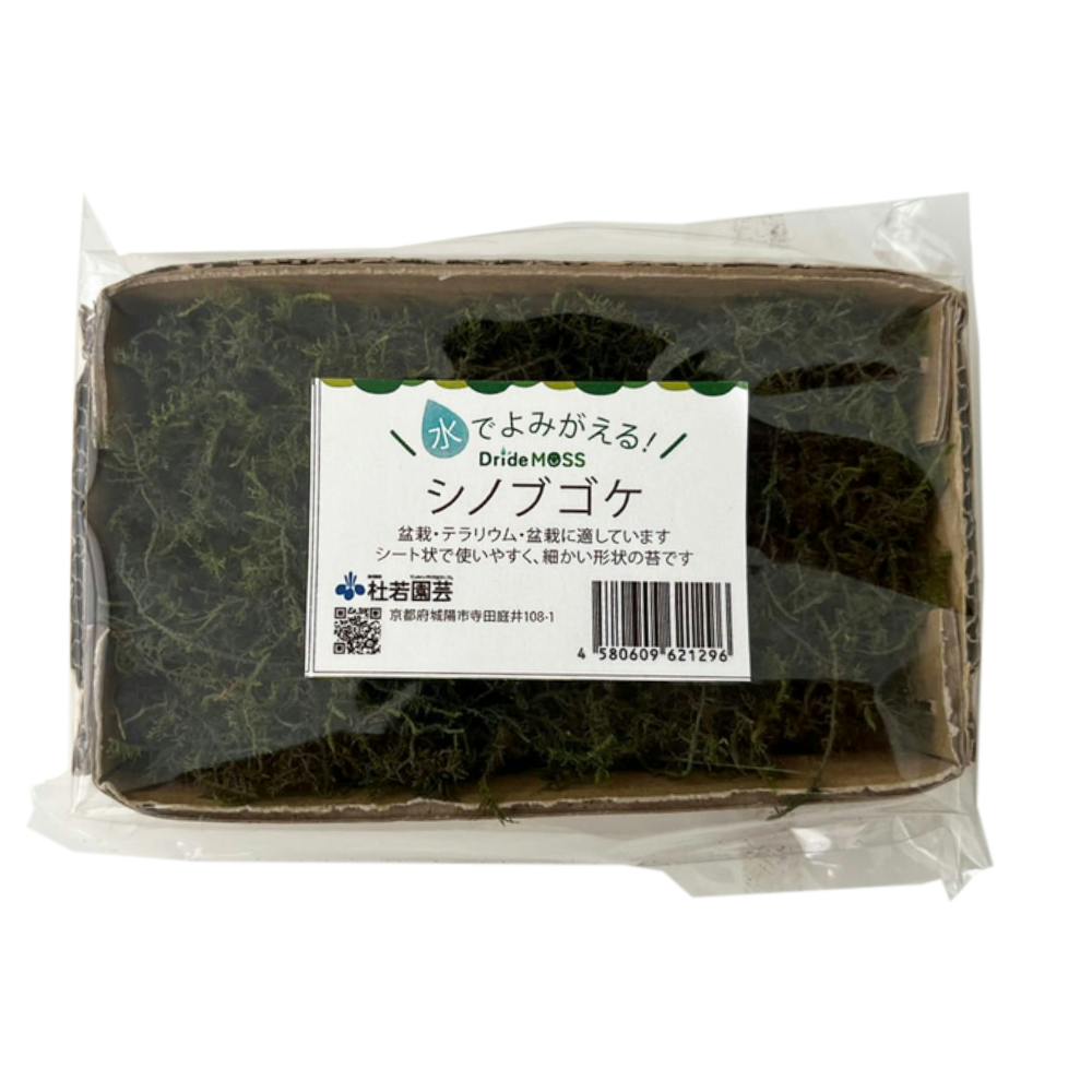 乾燥苔セット 小 ヤマゴケ