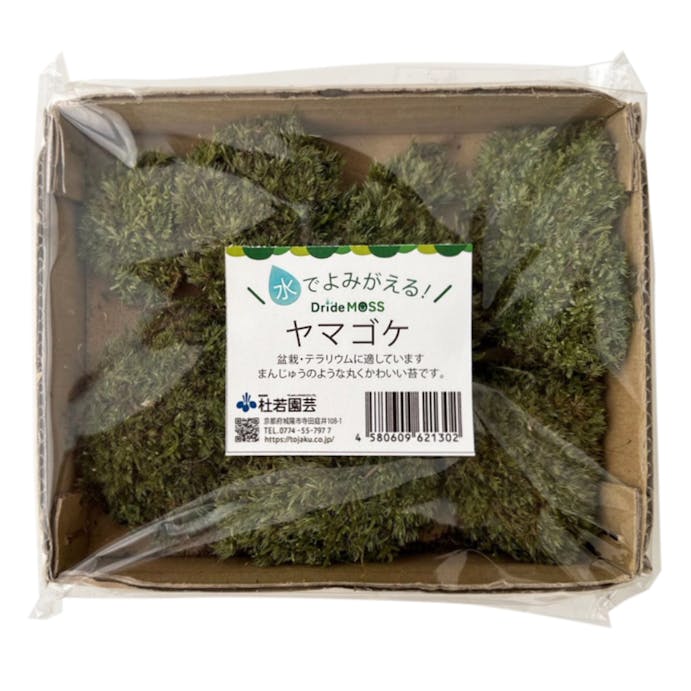 乾燥苔セット 大 コツボゴケ(販売終了)