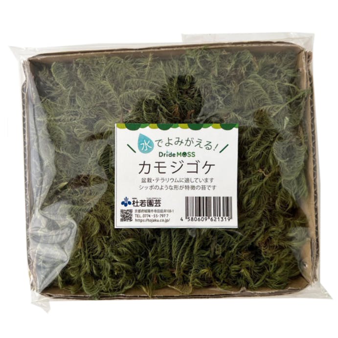 乾燥苔セット 大 ハイゴケ(販売終了)