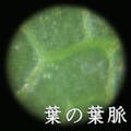 【CAINZ-DASH】コンテック ポケット顕微鏡 LP-33G【別送品】