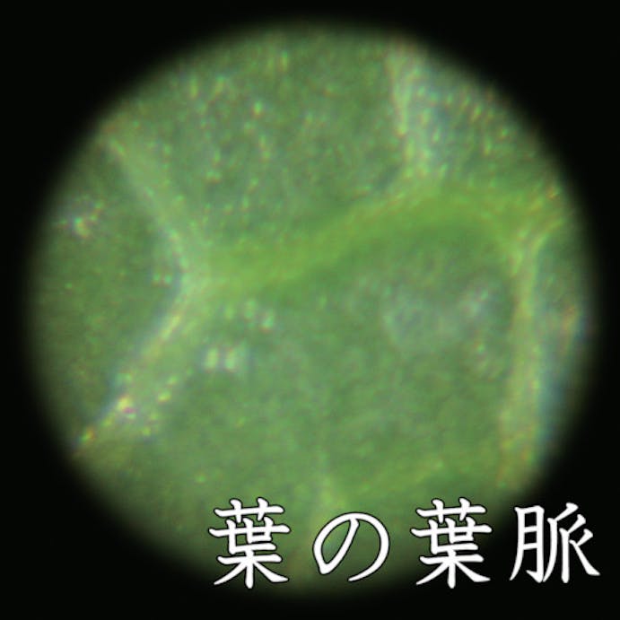 【CAINZ-DASH】コンテック ポータブル顕微鏡 LP-48G【別送品】