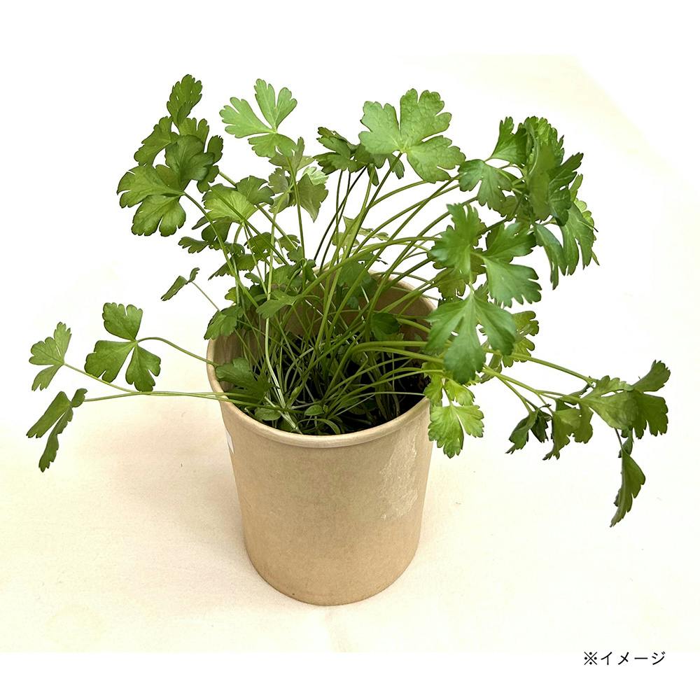フォレスト かんたんおうちキッチン イタリアンパセリ | 花＆グリーン