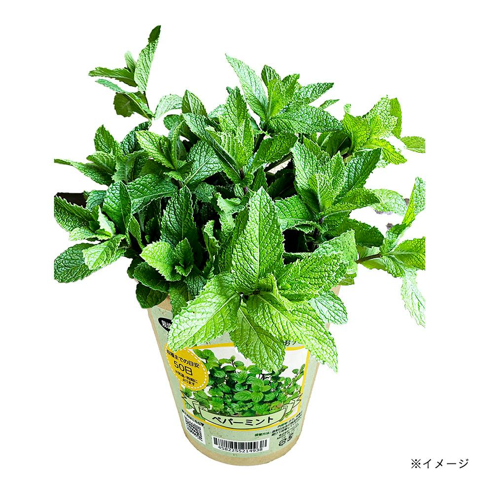 フォレスト かんたんおうちキッチン ペパーミント | 花