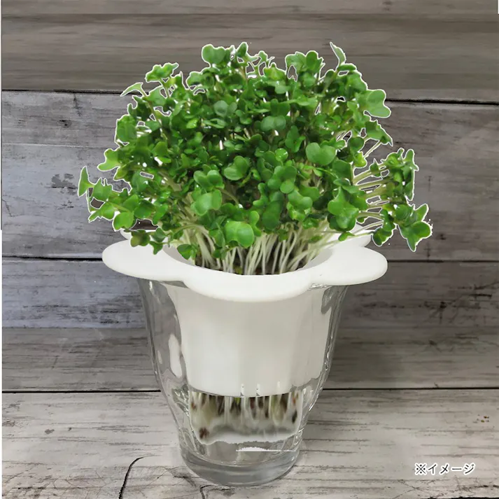 ブロッコリースプラウトの種