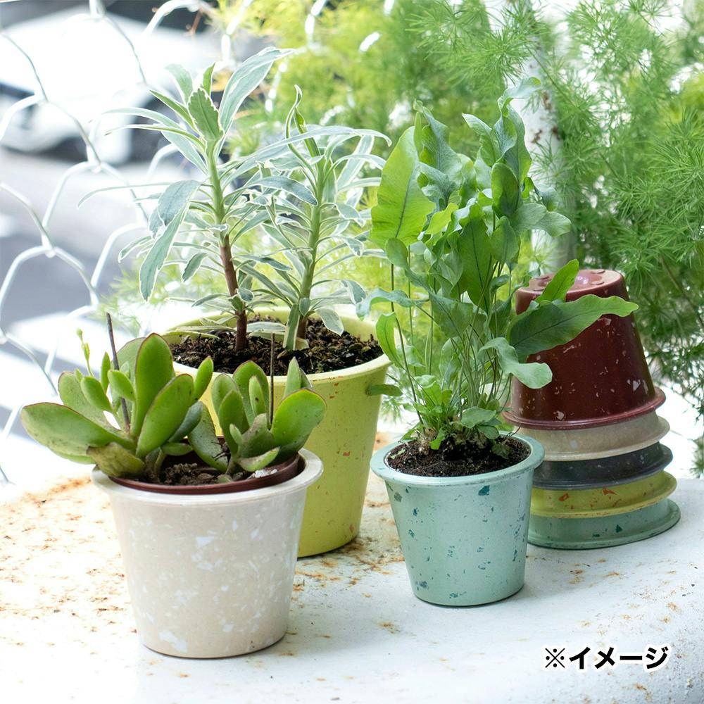 専用品　CPB 2 CPBエコポット 2号 クリーム 42659 | 鉢・プランター・花台・温室 通販