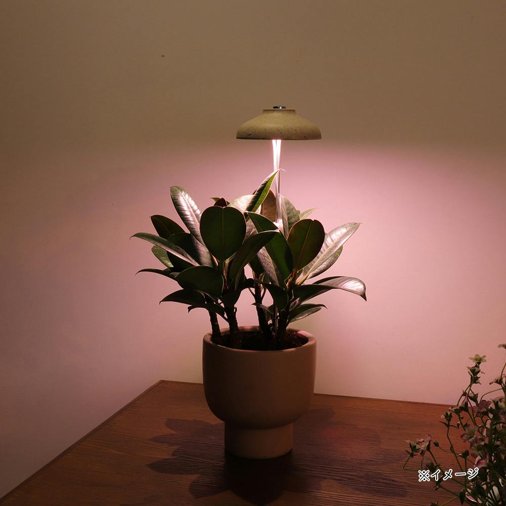 【美品】植物育成LEDライト 67cm x 56cm 400W 楽天市場】植物育成ライト LED 植物ライト 円盤3灯式 室内栽培