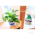 アース BotaNice 植物の虫・病気対策スプレー 500ml