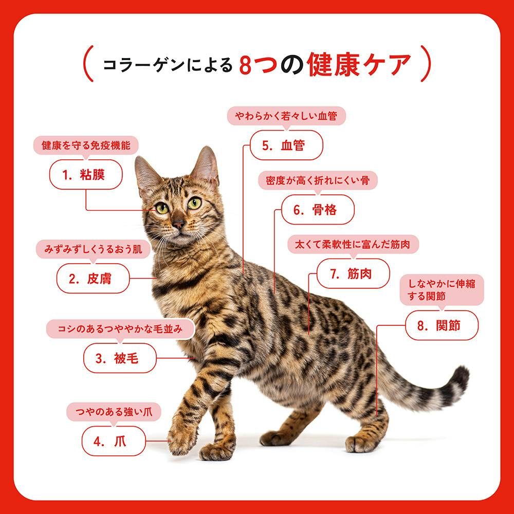 ビューティープロ パウチ離乳期 まぐろ 30g | キャットフード 通販