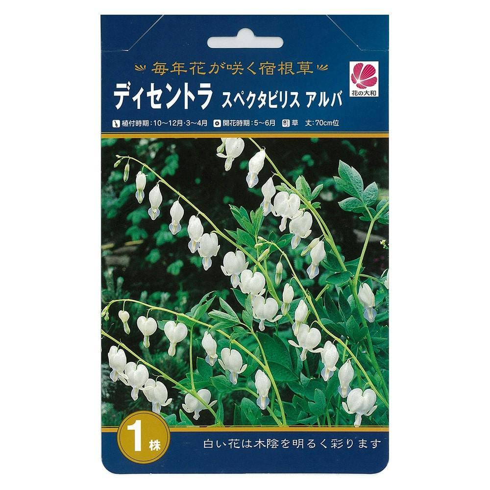 チューリップ おまかせ350球（2月2日で販売終了します