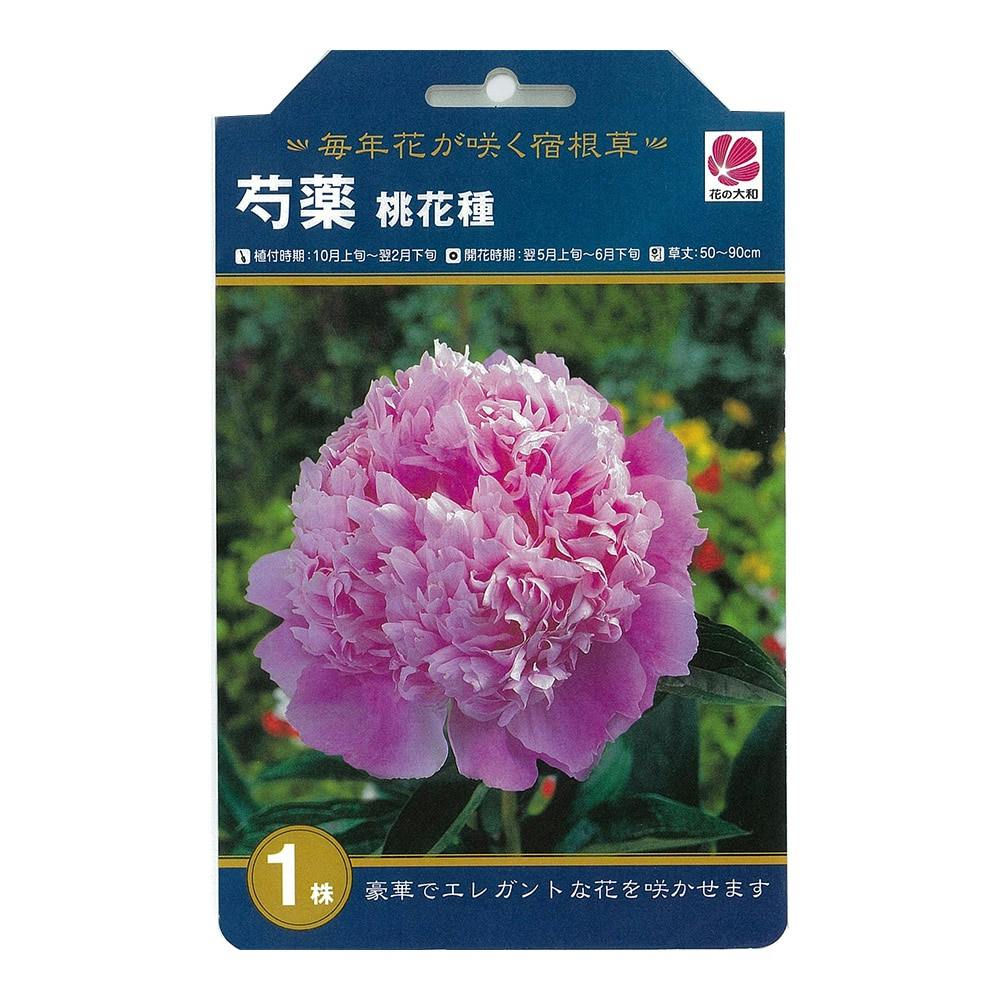 シャクヤク 桃花種1株(販売終了)