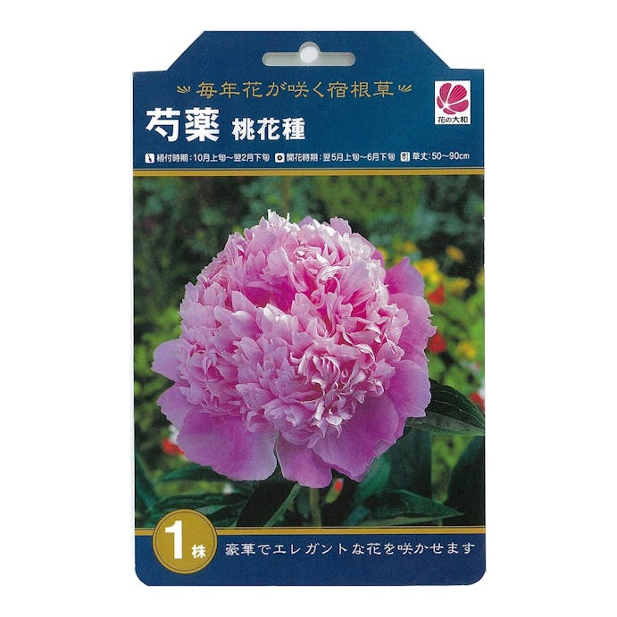 シャクヤク 桃花種1株(販売終了)