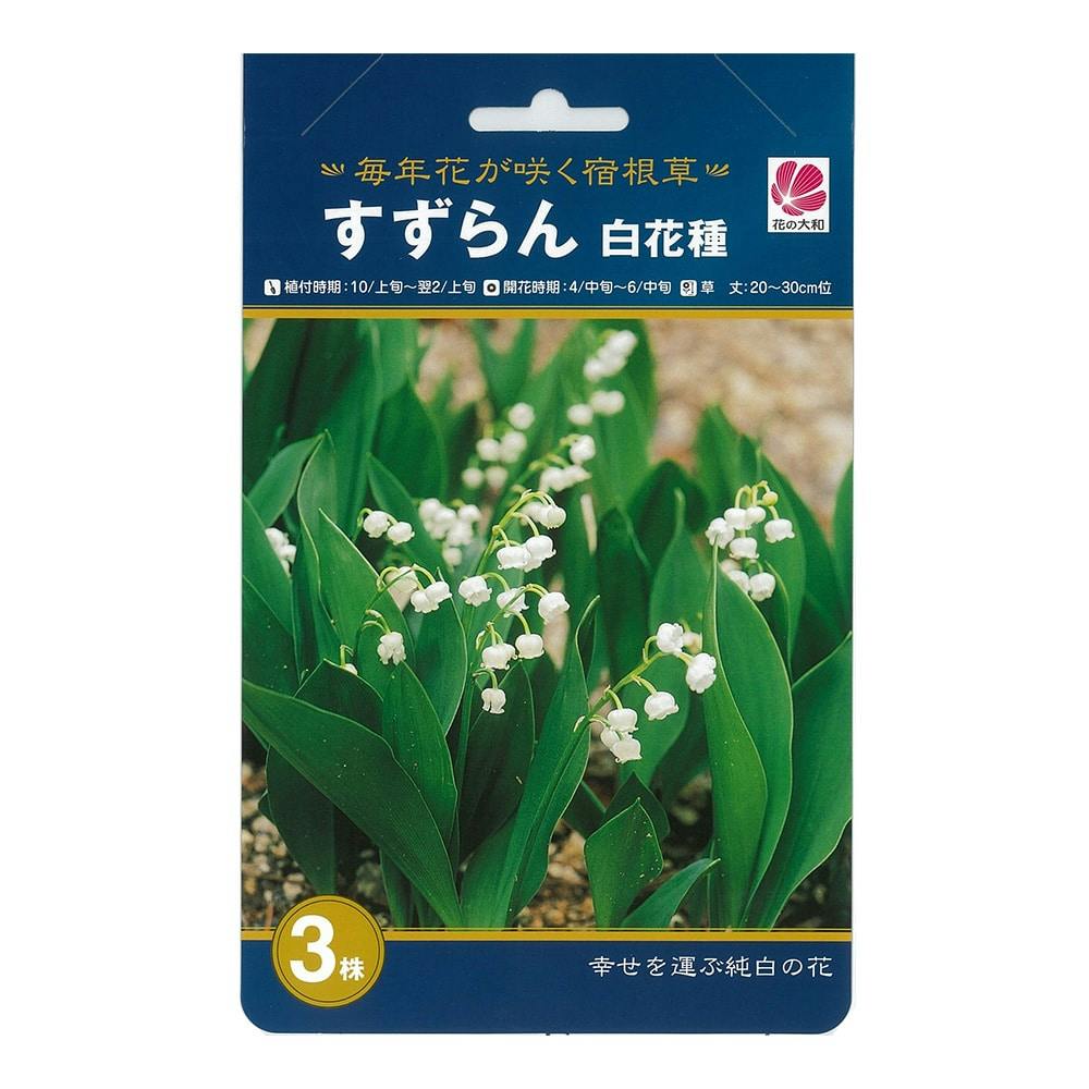 すずらん 白花種 3株(販売終了) | 花＆グリーン | ホームセンター通販