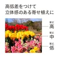 毎年花が咲く球根 オーニソガラム アラビカム3球(販売終了)
