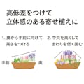 毎年花が咲く球根 オーニソガラム アラビカム3球(販売終了)