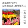 毎年花が咲く球根 アリアム コーワニー10球(販売終了)