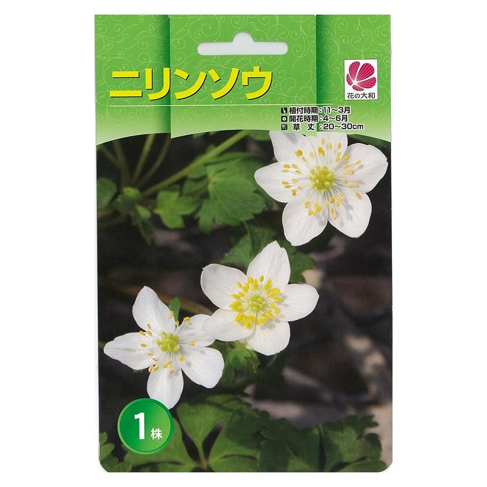 山野草株 ニリンソウ1株(販売終了) | 花&グリーン 通販 山野草株 ニリンソウ1株(販売終了) | 花&グリーン 通販