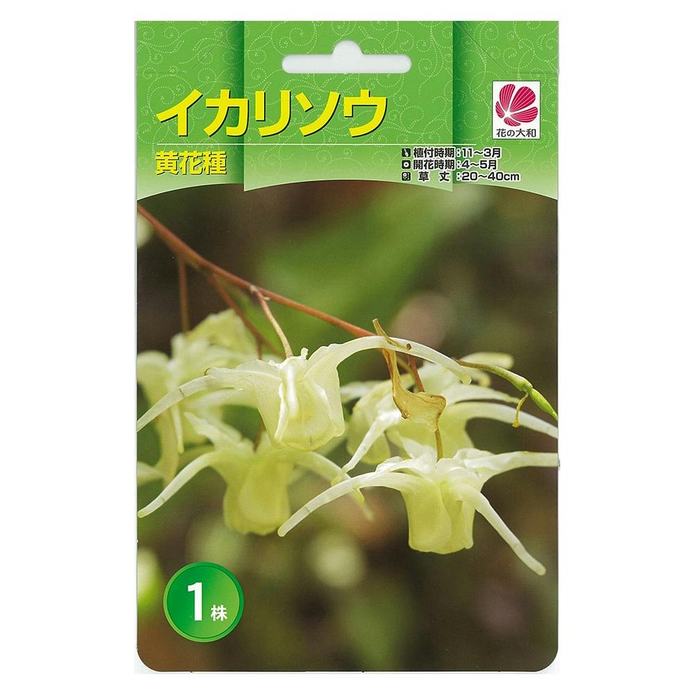 山野草株 イカリソウ 黄花種1株(販売終了)