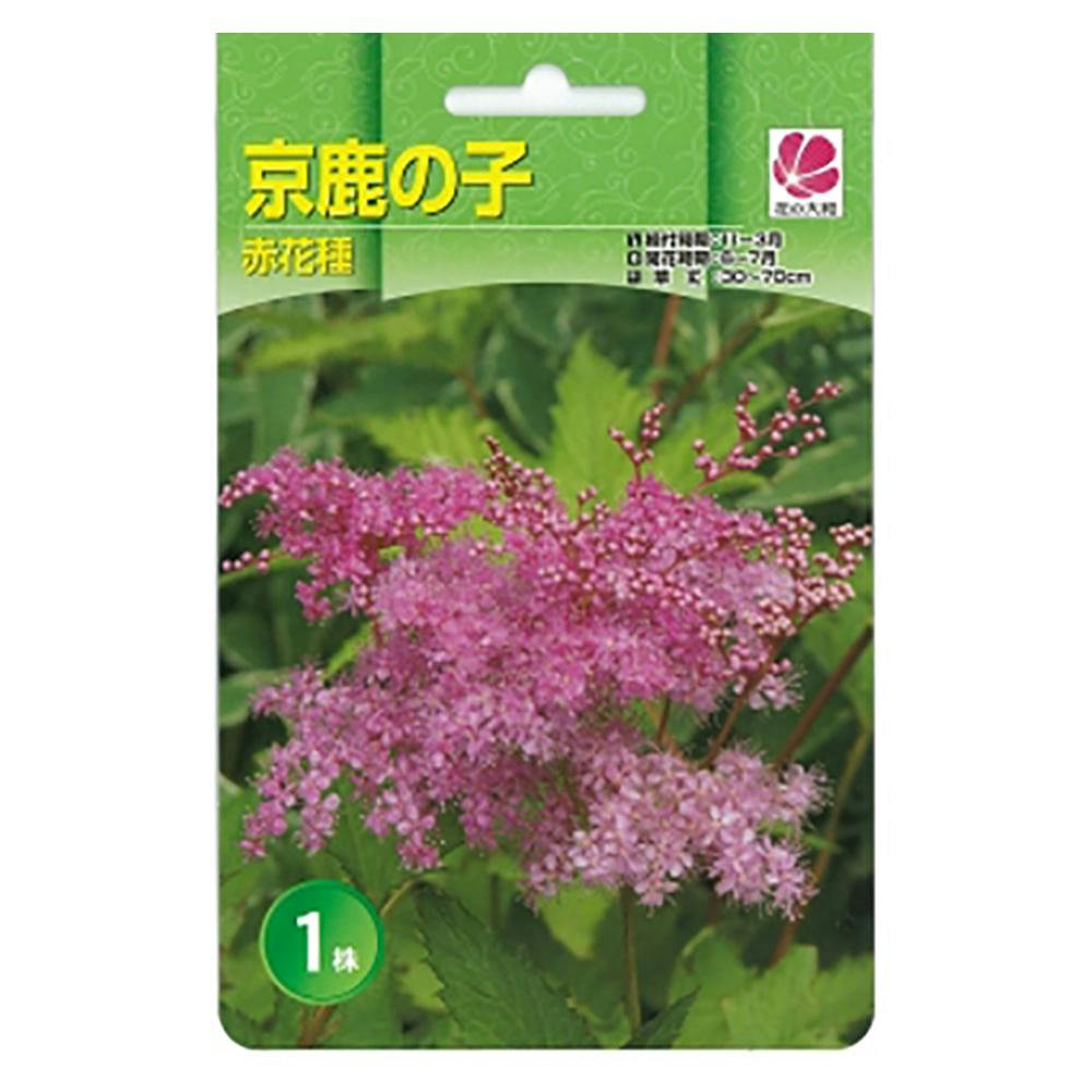 山野草株 キョウカノコ 赤花種1株(販売終了) | 花＆グリーン 通販 | ホームセンターのカインズ